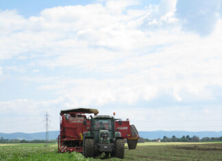 Heurige Erdäpfel ab sofort erhältlich