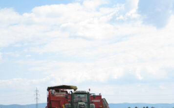 Heurige Erdäpfel ab sofort erhältlich