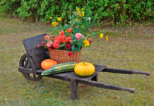 stadtlandzeitung: Online früher lesen!