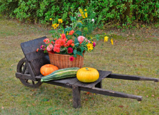 stadtlandzeitung: Online früher lesen!