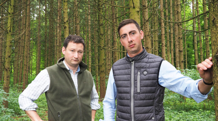 Kehrtwende bei der Entwaldungsverordnung: EU-Kommission lenkt ein