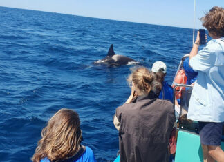 Erasmus day an der HLUW Yspertal