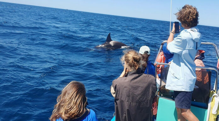 Erasmus day an der HLUW Yspertal