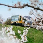 Frühlingsticket Wachau: Weißes Blütenmeer ohne Parkplatzsorgen