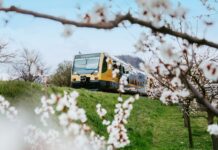 Frühlingsticket Wachau: Weißes Blütenmeer ohne Parkplatzsorgen