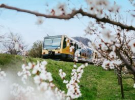 Frühlingsticket Wachau: Weißes Blütenmeer ohne Parkplatzsorgen