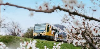 Frühlingsticket Wachau: Weißes Blütenmeer ohne Parkplatzsorgen