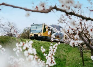Frühlingsticket Wachau: Weißes Blütenmeer ohne Parkplatzsorgen