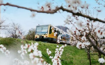 Frühlingsticket Wachau: Weißes Blütenmeer ohne Parkplatzsorgen