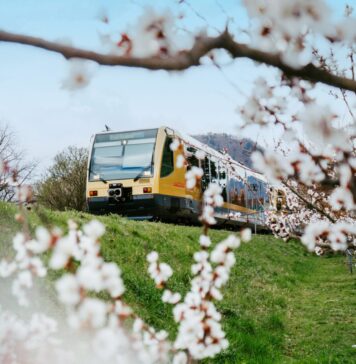 Frühlingsticket Wachau: Weißes Blütenmeer ohne Parkplatzsorgen