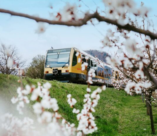 Frühlingsticket Wachau: Weißes Blütenmeer ohne Parkplatzsorgen