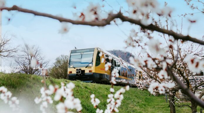 Frühlingsticket Wachau: Weißes Blütenmeer ohne Parkplatzsorgen
