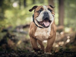 Die World Dog Show 2027 kommt nach Tulln