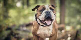 Die World Dog Show 2027 kommt nach Tulln