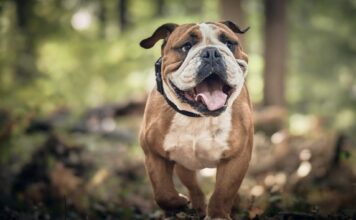 Die World Dog Show 2027 kommt nach Tulln