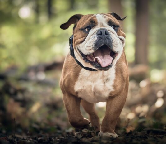 Die World Dog Show 2027 kommt nach Tulln