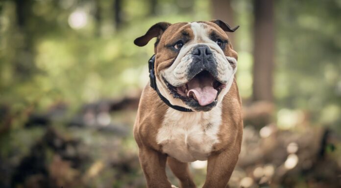 Die World Dog Show 2027 kommt nach Tulln