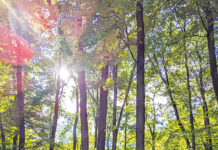 Wo die Erinnerung Wurzeln schlägt: Wie Österreichs Bestattungswälder als Klimaschützer fungieren