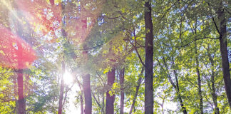Wo die Erinnerung Wurzeln schlägt: Wie Österreichs Bestattungswälder als Klimaschützer fungieren