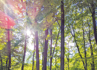 Wo die Erinnerung Wurzeln schlägt: Wie Österreichs Bestattungswälder als Klimaschützer fungieren