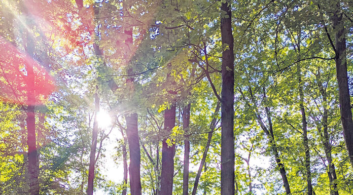Wo die Erinnerung Wurzeln schlägt: Wie Österreichs Bestattungswälder als Klimaschützer fungieren