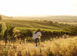 Ein Jahr voller Genussmomente im Weinviertel