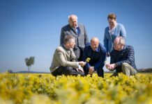 Heilpflanzen aus NÖ landen in der Apotheke
