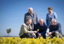 Heilpflanzen aus NÖ landen in der Apotheke
