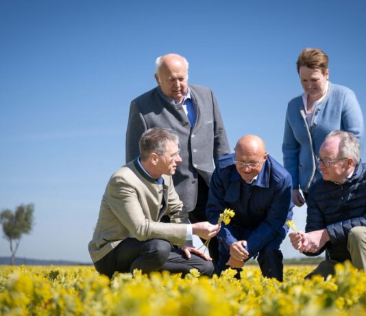 Heilpflanzen aus NÖ landen in der Apotheke