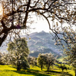 Birnbaumblüte pünktlich zum Tag des Mostes erwartet