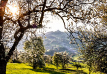 Birnbaumblüte pünktlich zum Tag des Mostes erwartet