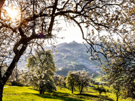 Birnbaumblüte pünktlich zum Tag des Mostes erwartet