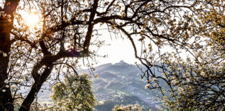 Birnbaumblüte pünktlich zum Tag des Mostes erwartet