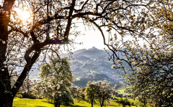 Birnbaumblüte pünktlich zum Tag des Mostes erwartet
