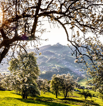 Birnbaumblüte pünktlich zum Tag des Mostes erwartet