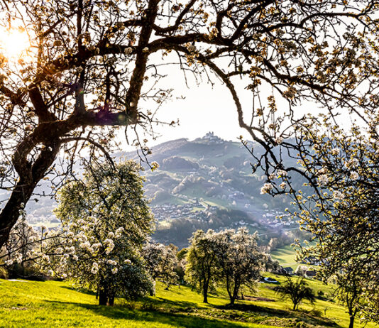 Birnbaumblüte pünktlich zum Tag des Mostes erwartet