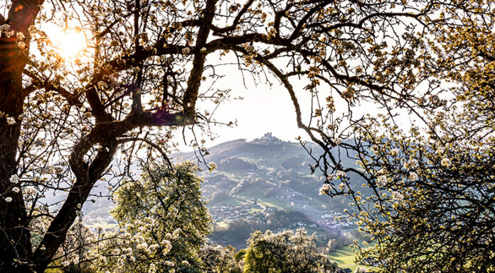 Birnbaumblüte pünktlich zum Tag des Mostes erwartet