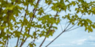 Eis-Greissler feiert zehn Jahre Erlebnispark
