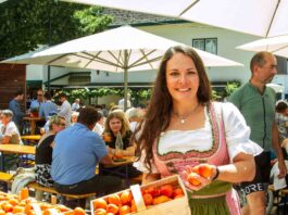 Poysdorf feiert Kirtag mit Marille und Wein