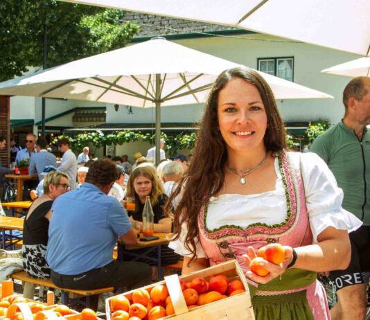 Poysdorf feiert Kirtag mit Marille und Wein