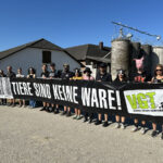 Mahnwache für verhungerte Schweine in Amstetten