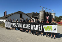 Mahnwache für verhungerte Schweine in Amstetten
