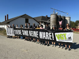 Mahnwache für verhungerte Schweine in Amstetten