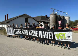 Mahnwache für verhungerte Schweine in Amstetten