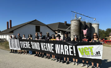 Mahnwache fĂĽr verhungerte Schweine in Amstetten