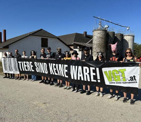 Mahnwache für verhungerte Schweine in Amstetten