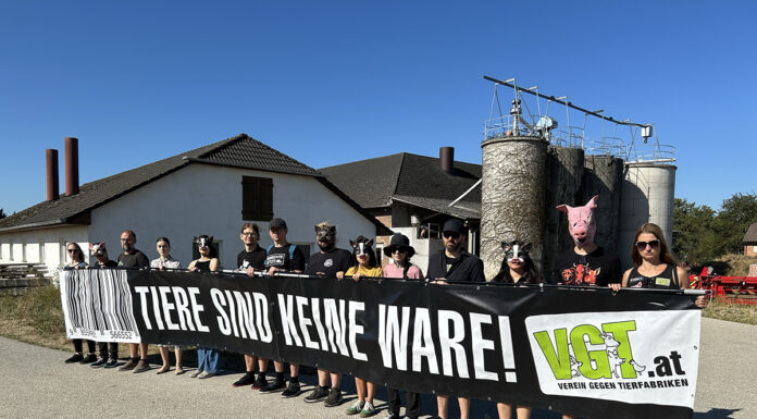 Mahnwache für verhungerte Schweine in Amstetten