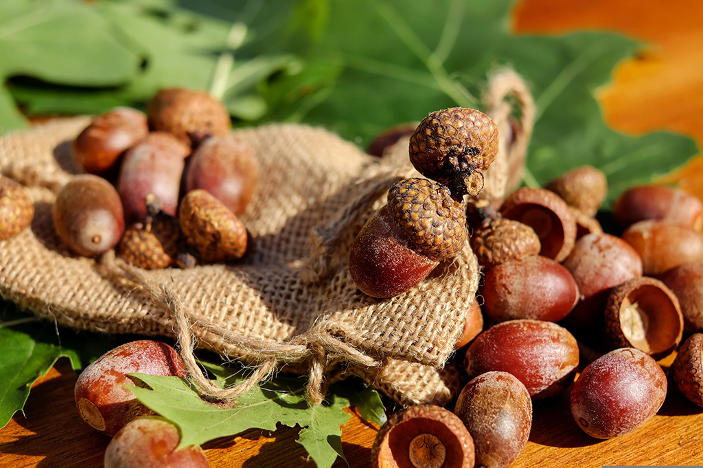 couleur-acorns-1710577